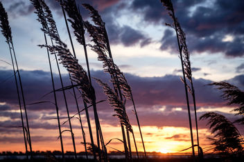 Camargue Difficult Sunrise - image gratuit #451367